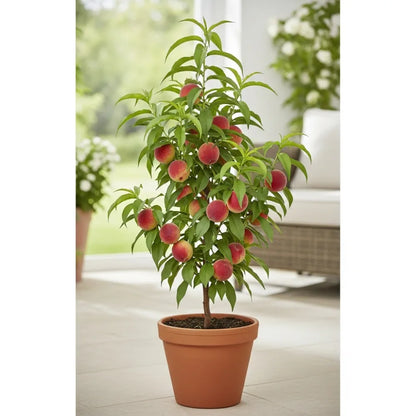 Patio 'Avalon Pride' Peach Tree | 3ft | 4.5L Pot