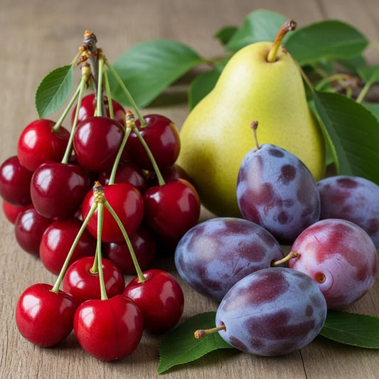 Award Winning Patio Fruit Tree Collection | Bare Root Cherry, Pear & Plum Trees