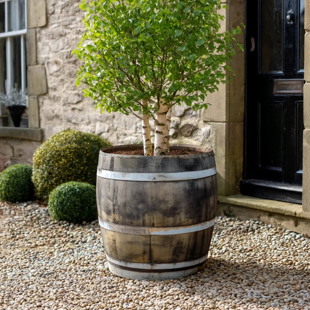 #65-70cm(D) x 67-70cm(H) 3/4 Barrel
#Natural Timber/Rustic Silver Band
#with Liner
#without Liner