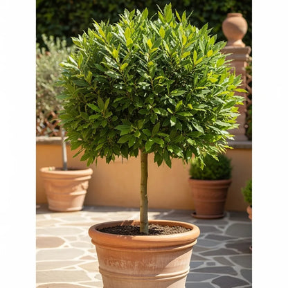 4ft Bay Laurel Bush | Laurus Nobilis | 10L Pot