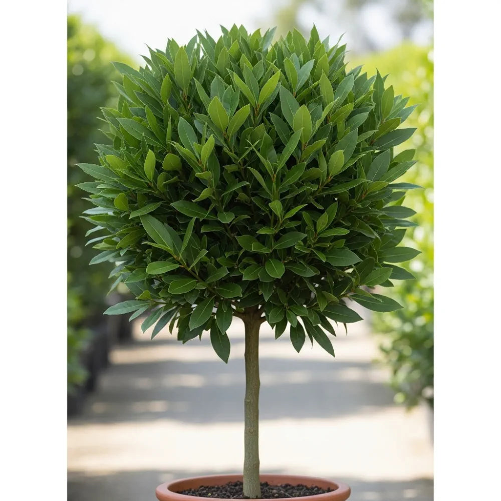 Pair of Mature 6ft Half Standard Bay Trees | Laurus Nobilis | 18L Pots