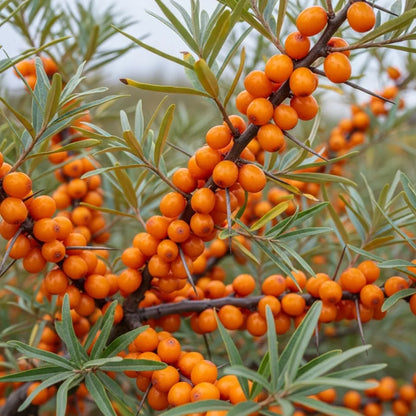 3m Best Mixed Coastal Hedging | Growers' Choice