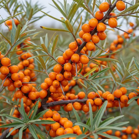 5m Best Coastal Hedging | Growers Choice