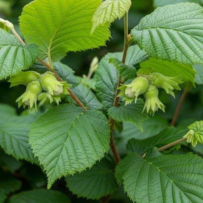 3m A Completely Edible Hedge | 5/10m Packs