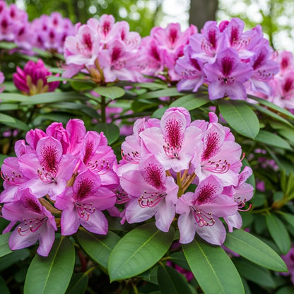 Best Evergreen Shrubs Collections | Growers Choice | 6 Plants in 9cm Pots