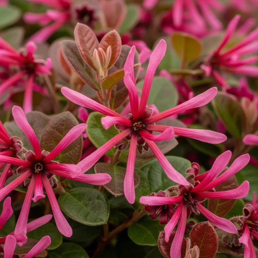 Best Fast Growing Shrubs Collection | Growers Choice | 9 Plants in 9cm Pots