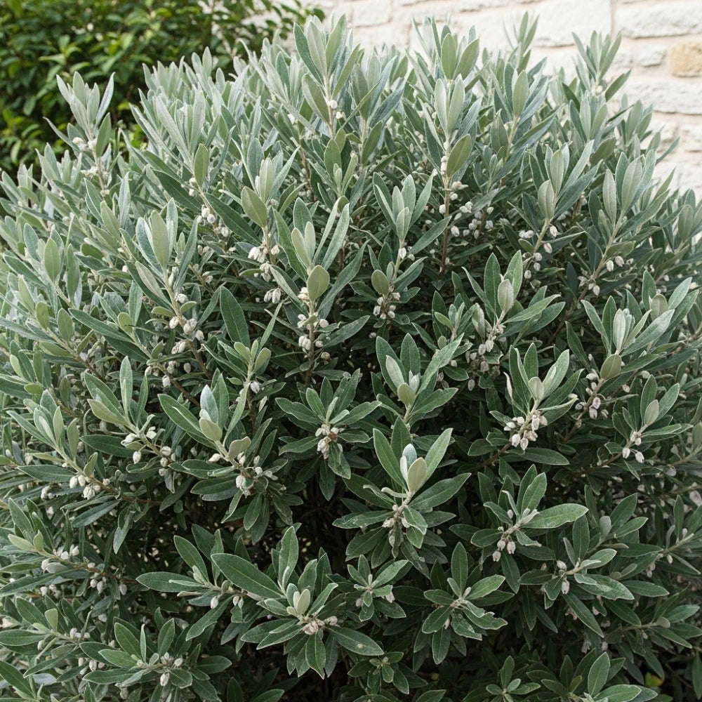 Best Flowering Evergreen Shrubs Collection | Growers Choice | 3 Plants in 9cm Pots