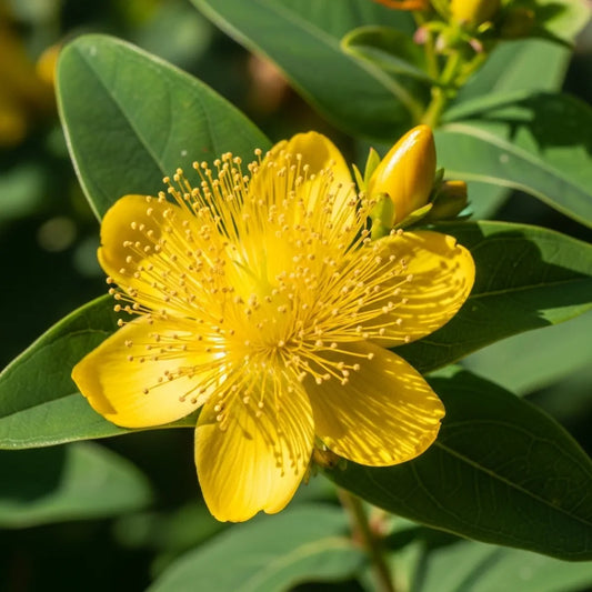 20m Ultimate Flowering Hedge | Growers' Choice