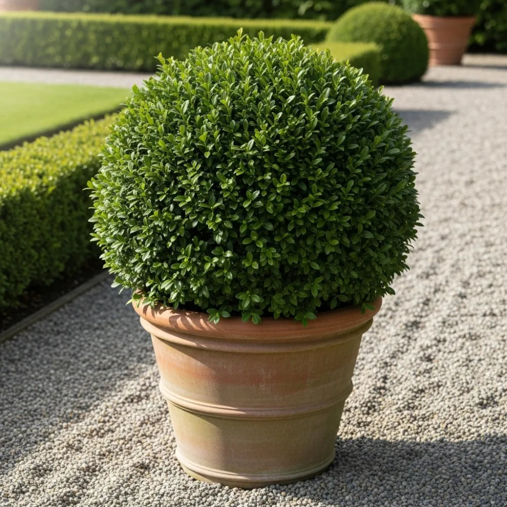 Best Shrubs For Borders Collection | Growers Choice | 3 Plants in 9cm Pots