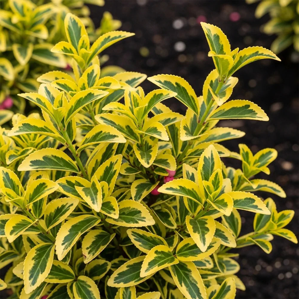 Best Small Evergreen Shrubs Collection - 6 Plants in 9cm Pots | Growers Choice