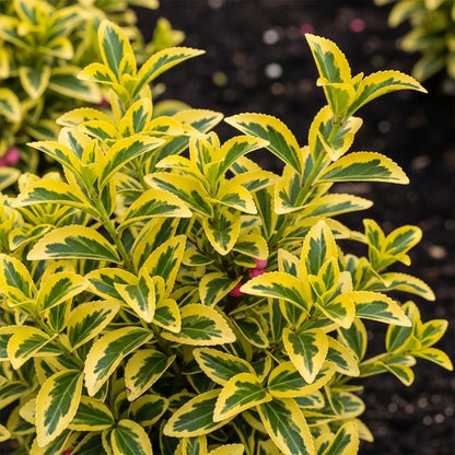 Best Small Evergreen Shrubs Collection | Growers Choice | 3 Plants in 9cm Pots