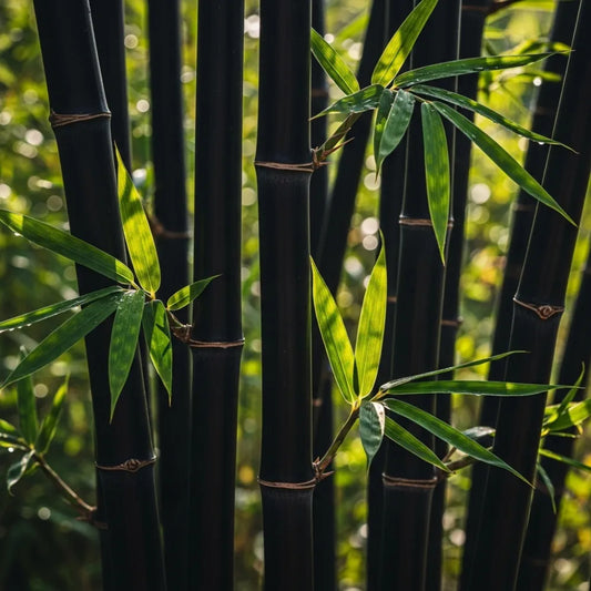 5ft Black Bamboo | Phyllostachys nigra | 5L Pot