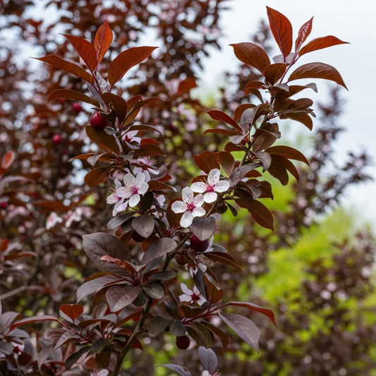 6ft Half-Standard 'Nigra' Black Cherry Plum Tree | Mature Bare Root | 6/8cm Girth