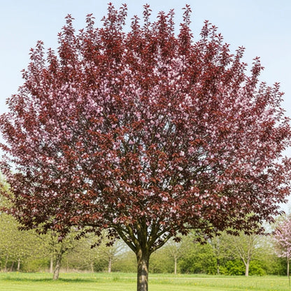 6ft Half-Standard 'Nigra' Black Cherry Plum Tree | Mature Bare Root | 6/8cm Girth