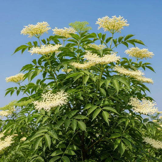 50-80cm Black Elder Hedging | Sambucus nigra | Bare Root
