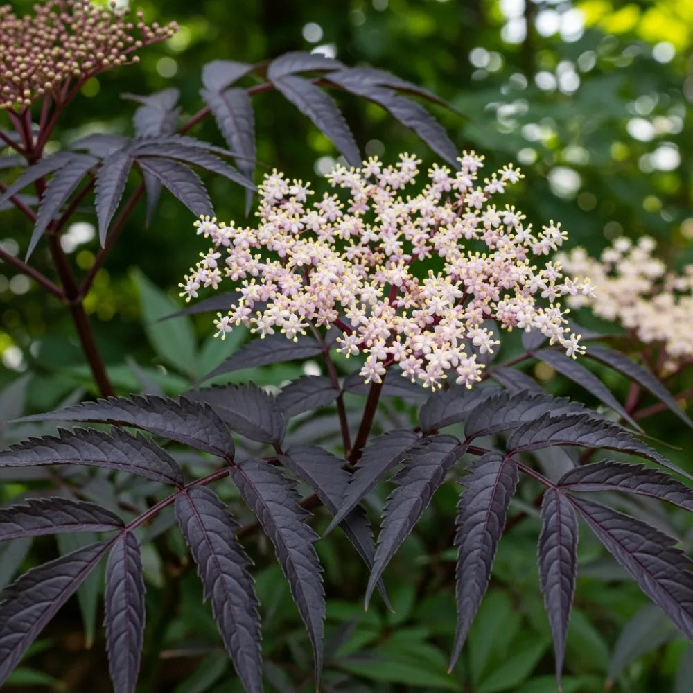 30cm Black Elderberry | Sambucus Black Lace | 9cm Pot