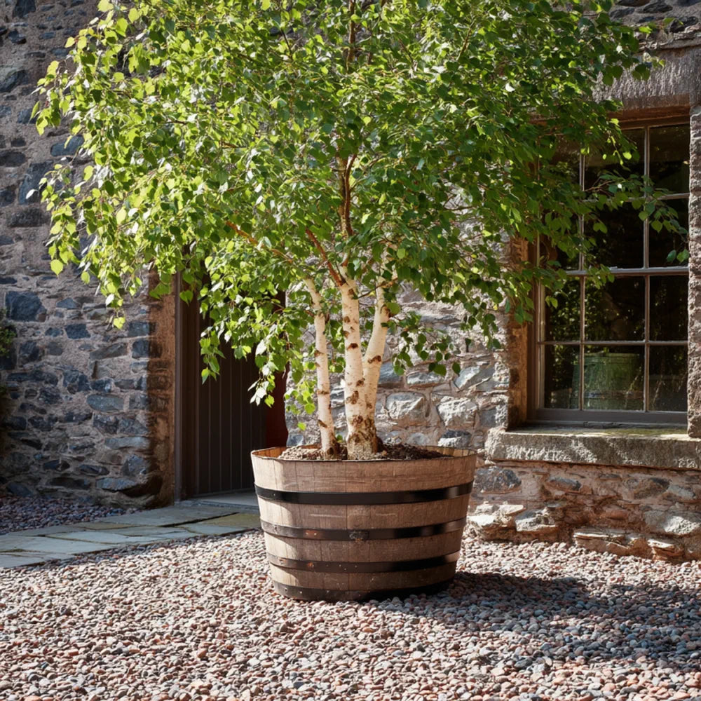 #90cm(D) x 65-66cm(H) Half Barrel
#Natural Timber/Black Band
#with Liner
#without Liner