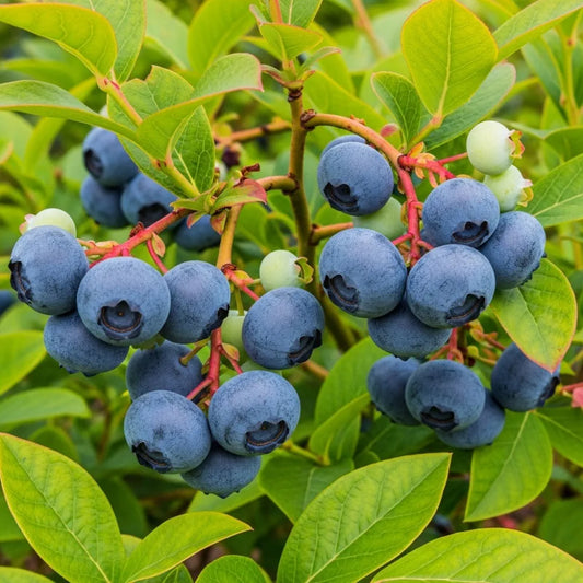 3 Bluecrop Blueberry Plants | 9cm Pots