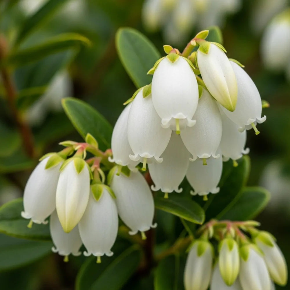 3 Bluecrop Blueberry Plants | 9cm Pots