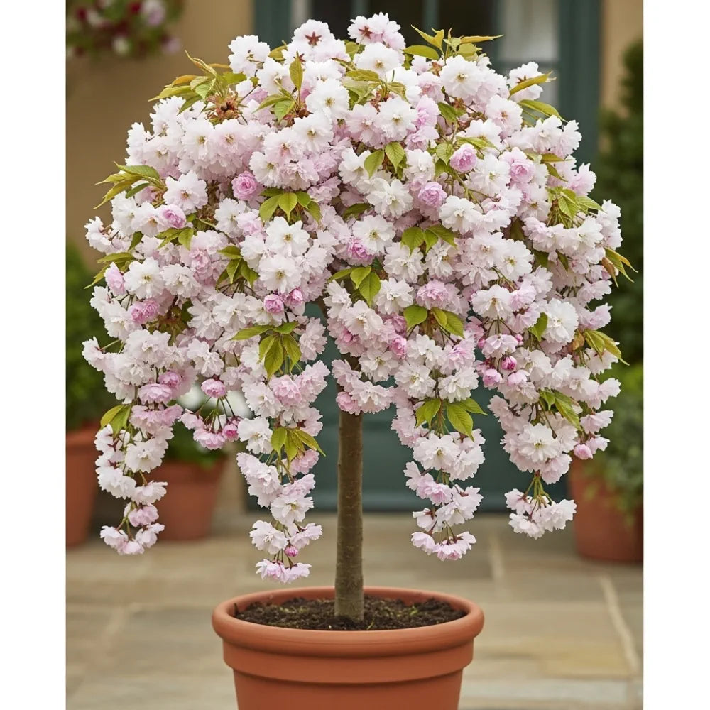 5ft 'Blushing Bride' Cherry Blossom Tree | Prunus 'Shogetsu' | Bare Root | 2 Years Old