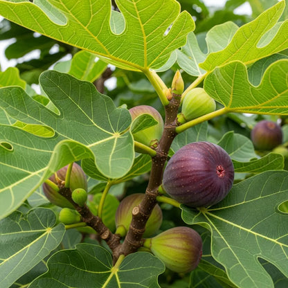 3ft 'Bornholm's Diamond' Fig Tree | 3L Pot