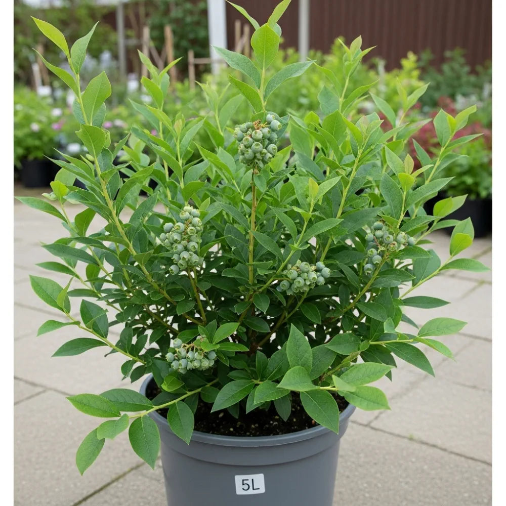 60cm 'Brigitta' Blueberry Bush | 2L Pot