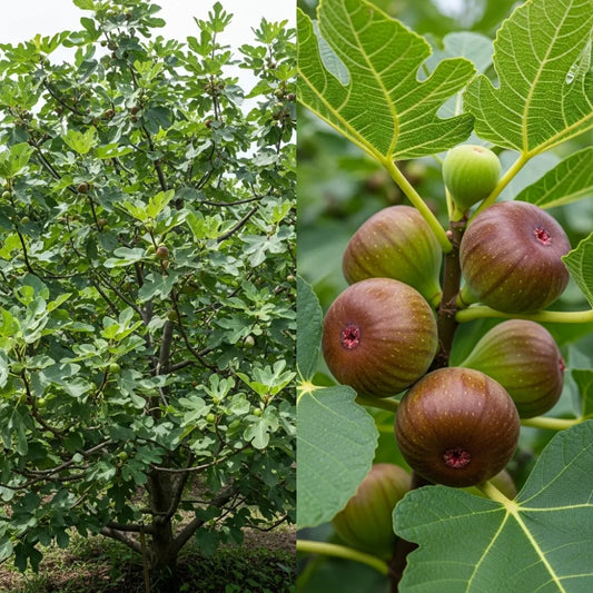 UK Hardy Fig Tree | 'Brown Turkey' in 3L Pot