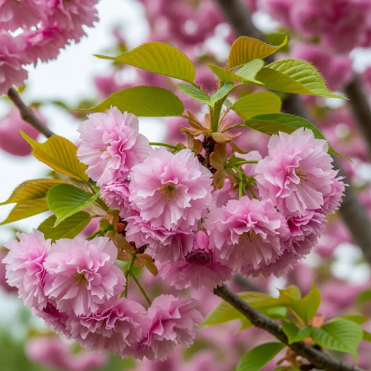 5ft Cherry Blossom Tree | Prunus 'Candy Floss' | 9L Pot