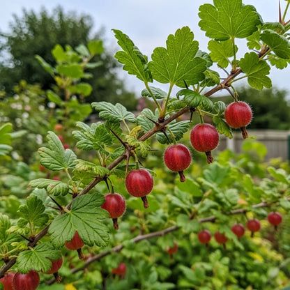 80cm 'Captivator' Gooseberry Bush | 2L Pot