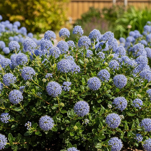 10-15cm Ceanothus thrysiflorus 'Repens' | 9cm Pot