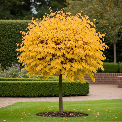 5ft Eastern Redbud Tree | Cercis canadensis | 7.5L pot