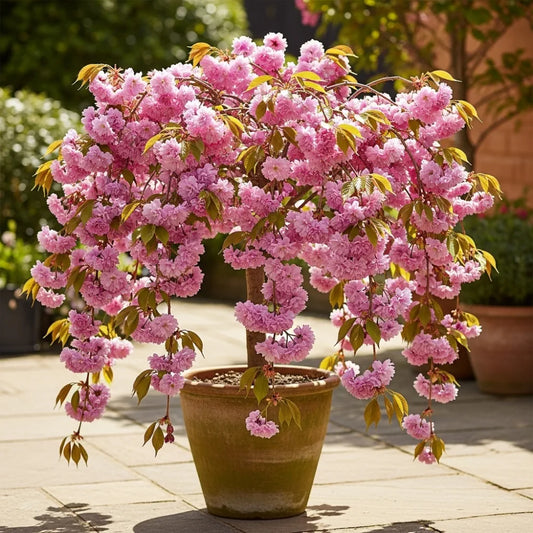10ft Premium Standard Cheal's Weeping Cherry Blossom Tree | 'Kiku Shidare Zakura' | 6/8cm Girth | Grown in 20L Airpot