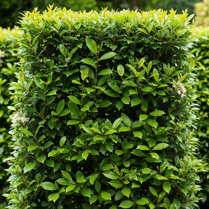 4 x 3ft Cherry Laurel Hedging | Prunus laurocerasus 'Rotundifolia' | 3L Pot