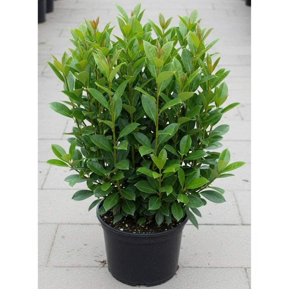 4 x 3ft Cherry Laurel Hedging | Prunus laurocerasus 'Rotundifolia' | 3L Pot