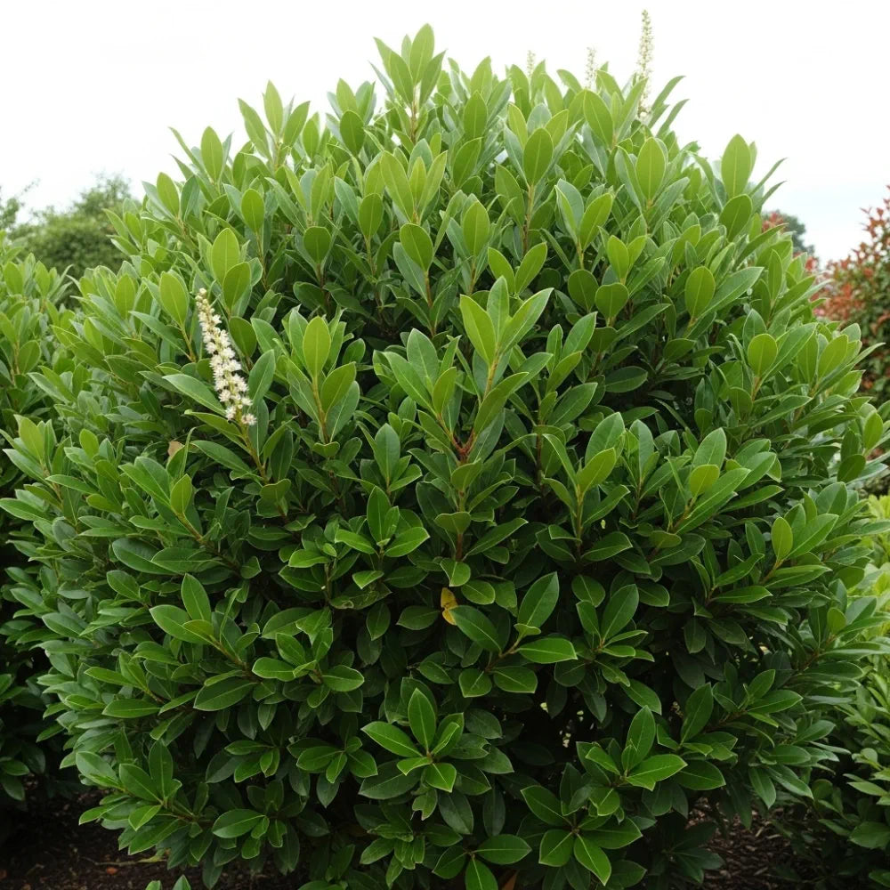 20cm Cherry Laurel | Prunus Laurocerasus 'Rotundifolia' | 9cm Pot