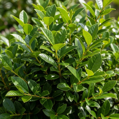 2 x 3ft Cherry Laurel Hedging | Prunus laurocerasus 'Rotundifolia' | 3L Pot