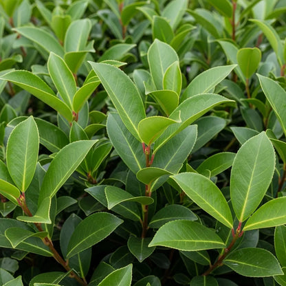 20cm Cherry Laurel | Prunus Laurocerasus 'Rotundifolia' | 9cm Pot