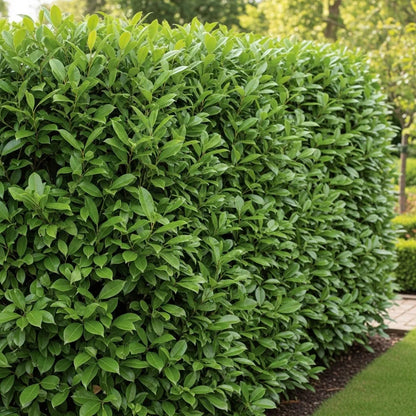30-45cm Cherry Laurel Hedging | Prunus laurocerasus 'Rotundifolia' | 3L Pot