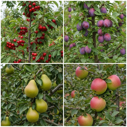 Complete Orchard Collection | 5ft Apple, Cherry, Pear, Plum Trees