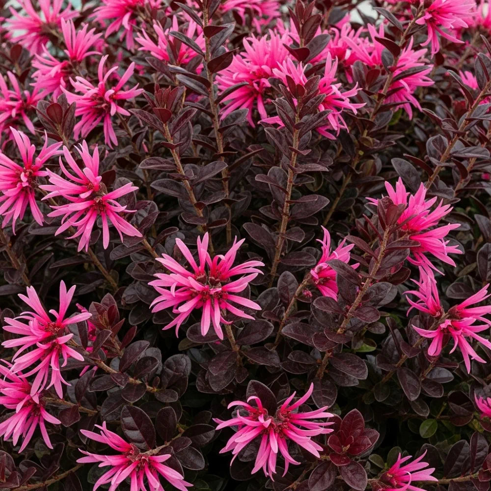 2 4ft Patio Loropetalum Trees | Chinese Fringe Flower