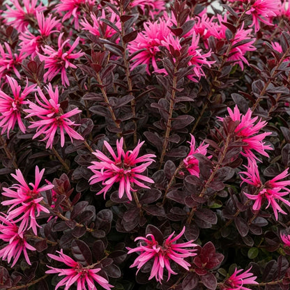 2 4ft Patio Loropetalum Trees | Chinese Fringe Flower