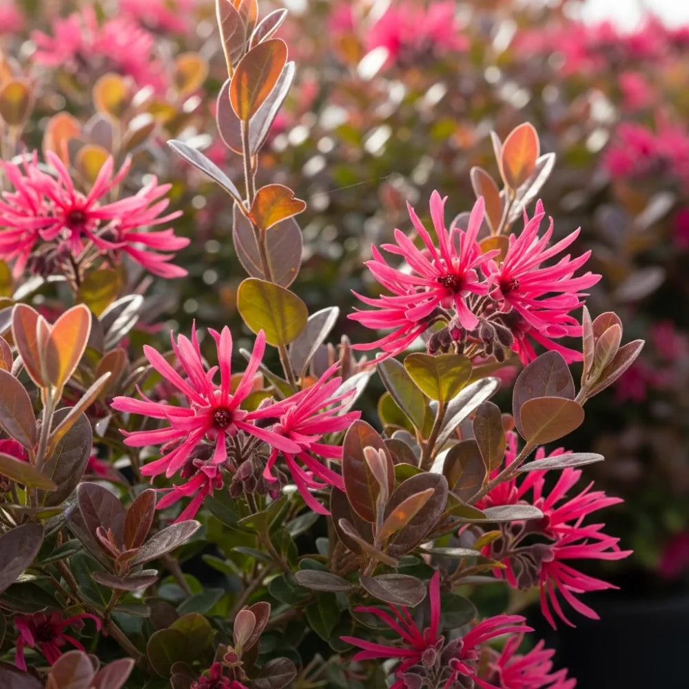 2 4ft Patio Loropetalum Trees | Chinese Fringe Flower