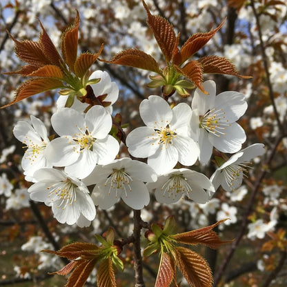 5ft Chocolate Ice' Cherry Blossom Tree | Prunus 'Matsumae-fuki'  | 9L Pot | 2 Years Old