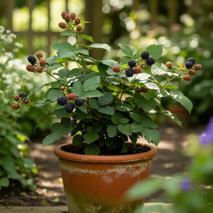 3ft 'Columbia Star' Blackberry Plant | 3L Pot