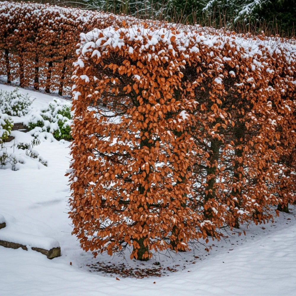 5ft Common Beech Tree | Fagus sylvatica | 9L Pot