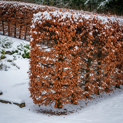 5ft Common Beech Tree | Fagus sylvatica | 9L Pot