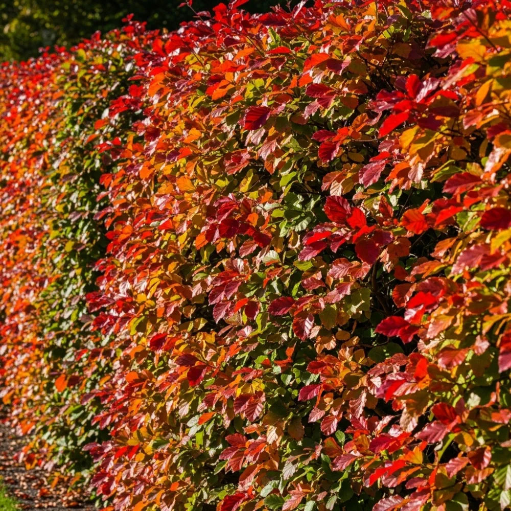 6ft Fagus Sylvatica | 3 Year Old Mature Tree in a 18L Pot