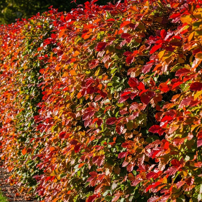 6ft Fagus Sylvatica | 3 Year Old Mature Tree in a 18L Pot