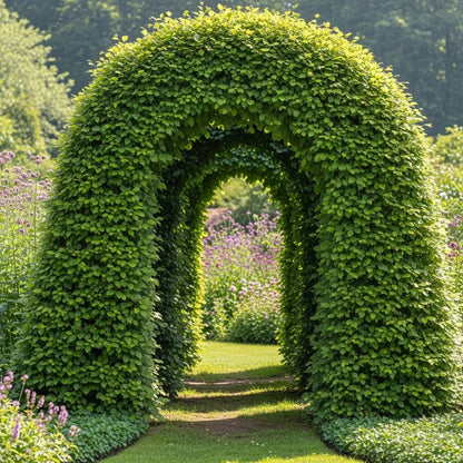 125-150cm Common Beech Hedging | Fagus sylvatica | Bare Root
