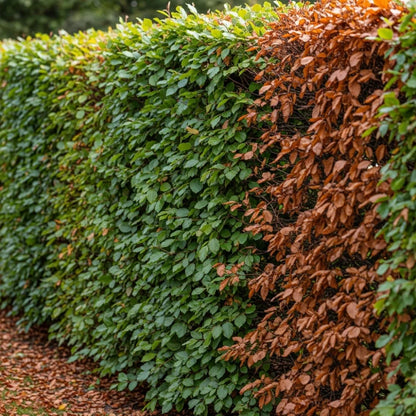 100-125cm Common Beech Hedging | Fagus sylvatica | Bare Root